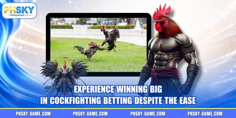 Experience winning big in cockfighting betting despite the ease Experience winning big in cockfighting betting despite the ease