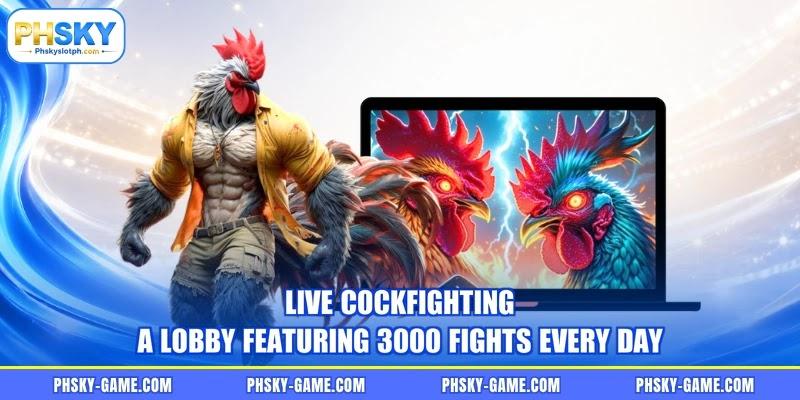 Live Cockfighting - A Platform Featuring 3000 Matches Every Day